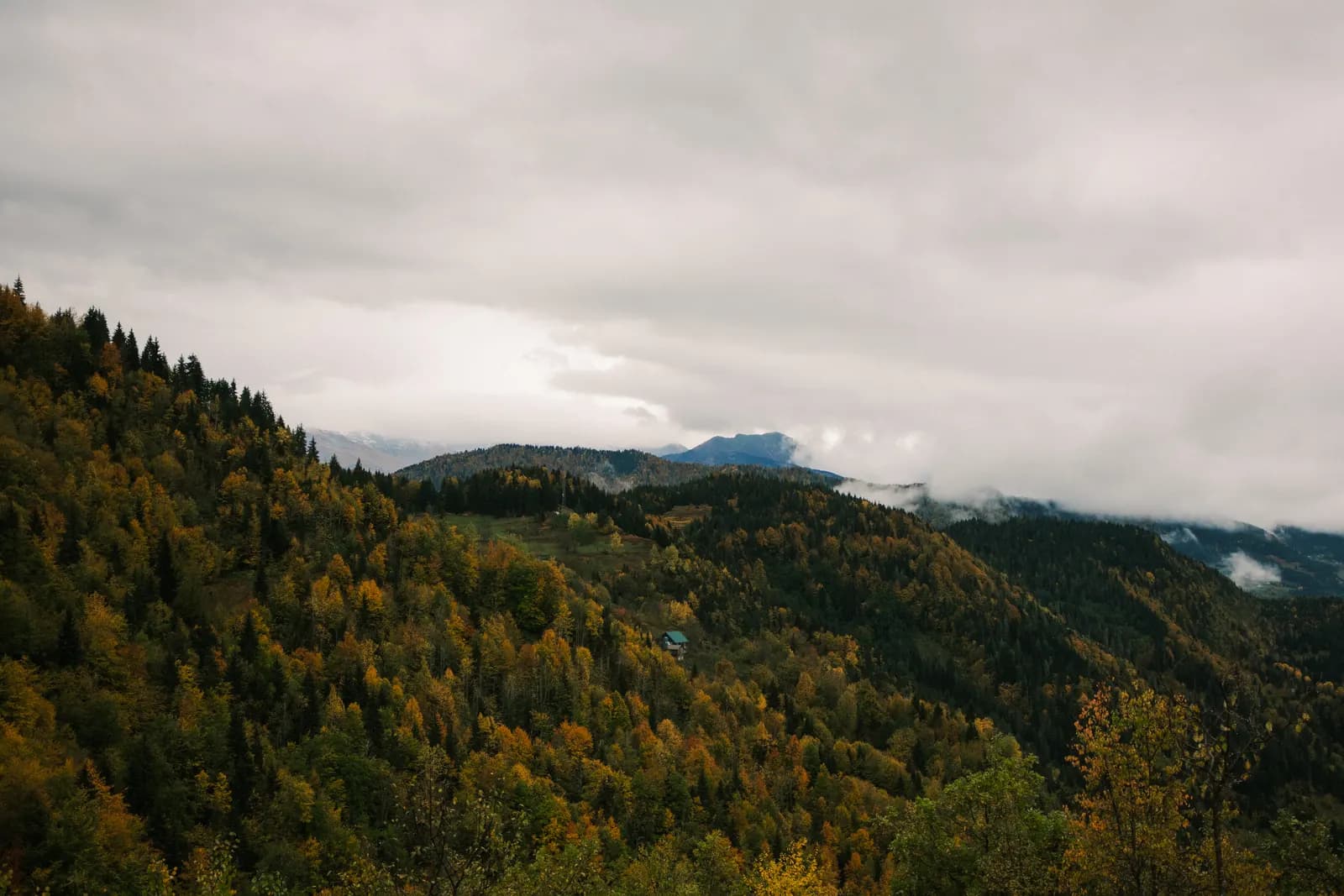 Golden autumn forest above Tago